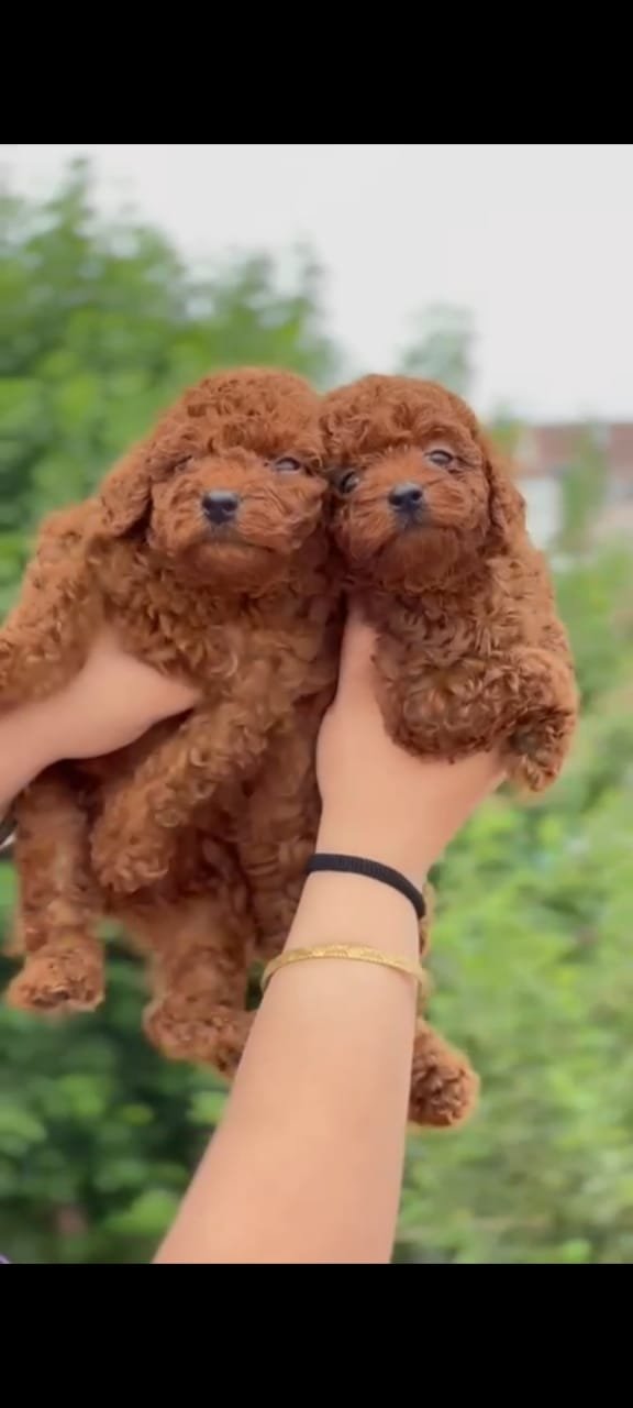 Buy Male Poodle Puppy from Kolkata